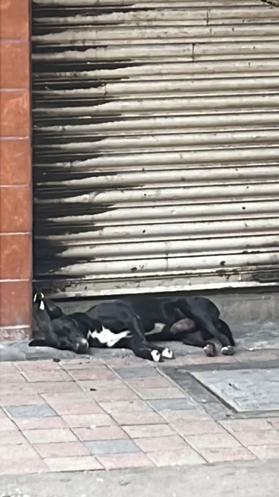 Hachiko de Culiacán Especial