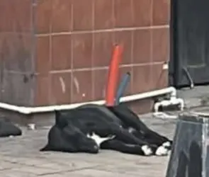 "Hachiko de Culiacán": el perro que esperó tres días frente al casino clandestino donde asesinaron a su dueño