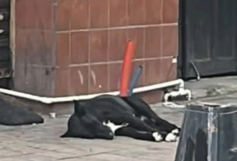 Hachiko de Culiacán: perrito espera a dueño asesinado Hachiko de Culiacán: perrito espera a dueño asesinado