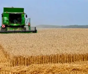 Diputado Alan Sahir presiona a SADER por adeudos a productores de trigo