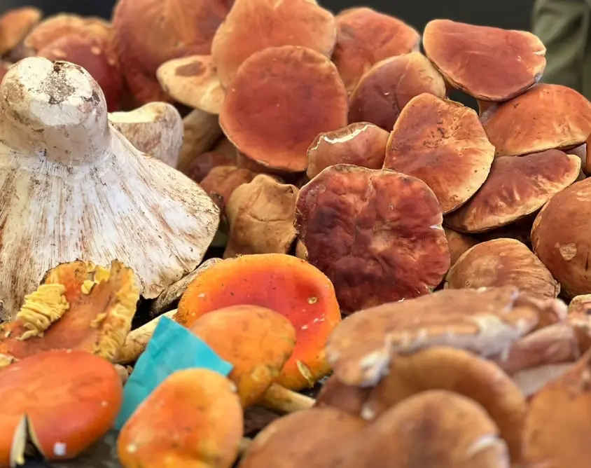 La feria contará con venta directa de hongos frescos y seco. X.
