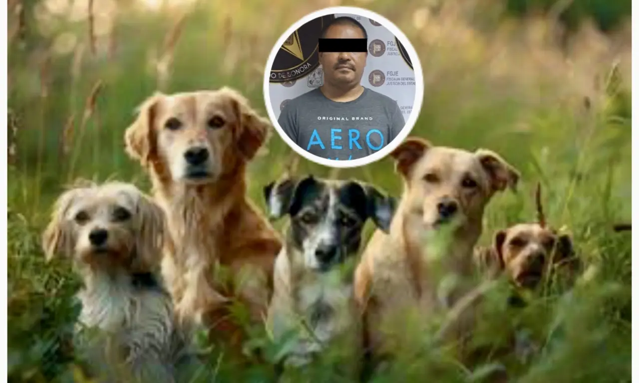  Hombre envenena a 8 perros en Sonora porque le molestaban los ladridos 
