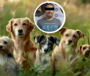 Hombre envenena a 8 perros en Sonora porque le molestaban los ladridos