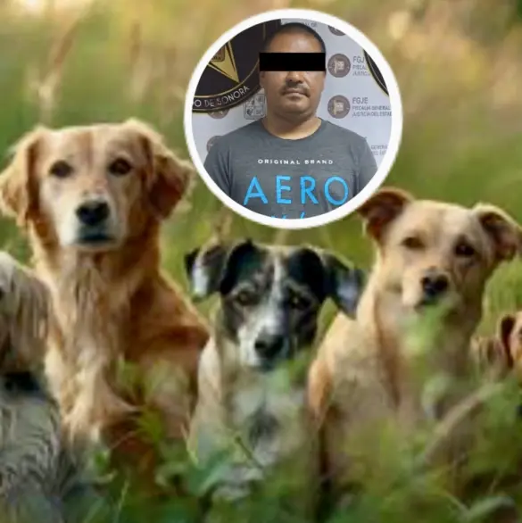 Hombre envenena a 8 perros en Sonora porque le molestaban los ladridos