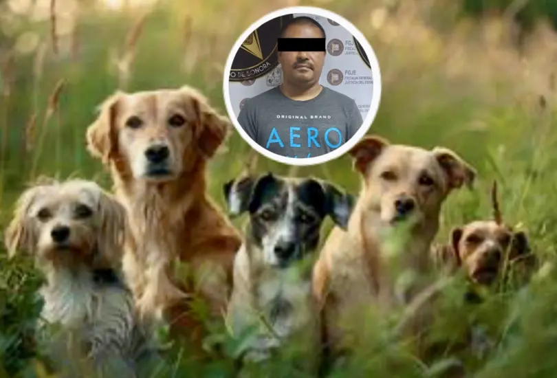 Hombre envenena a 8 perros en Sonora porque le molestaban los ladridos Hombre envenena a 8 perros en Sonora porque le molestaban los ladridos