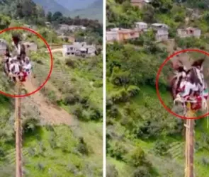 Impactantes imágenes: Voladores de Papantla se salvan de morir a más de 20 metros de altura