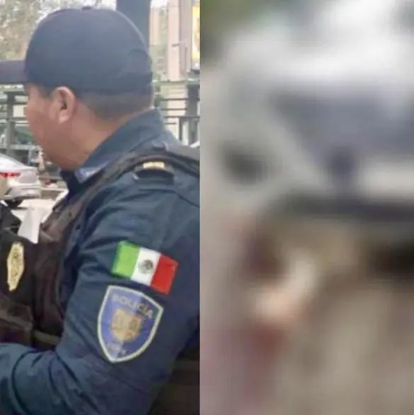 Mujer embiste a perrito Husky en la CDMX y se burla del suceso