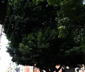 &iquest;D&oacute;nde est&aacute; el &aacute;rbol Laureano declarado patrimonio de la CDMX?