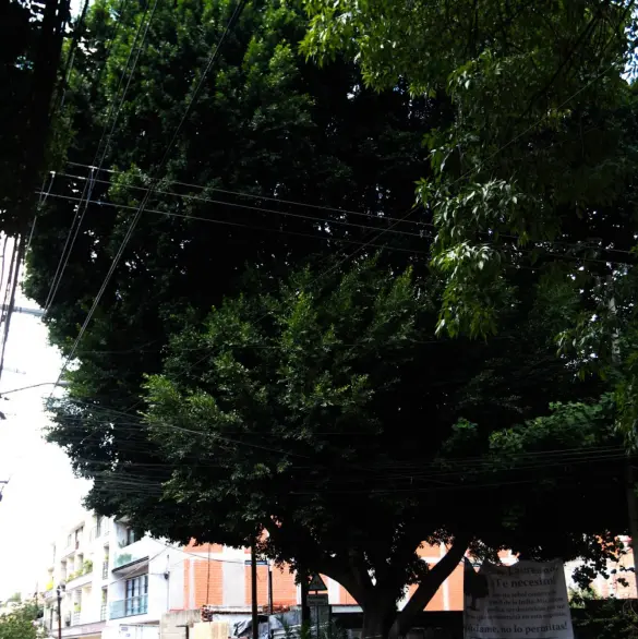 ¿Dónde está el árbol Laureano declarado patrimonio de la CDMX?
