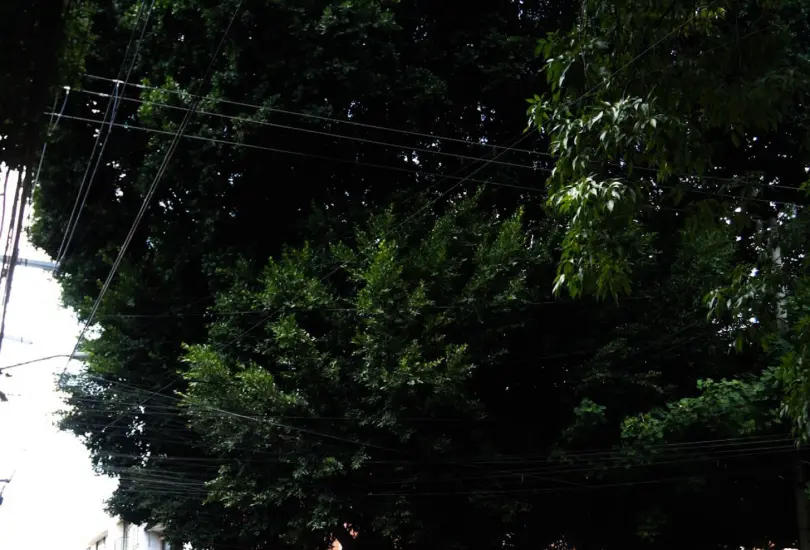 ¿Dónde está el árbol Laureano de la CDMX?