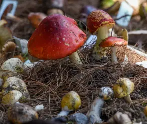 Hongosto 2025: actividades imperdibles en CDMX para celebrar el mes del hongo