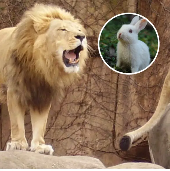 Zoológico pide donar a mascotas que ya no quieran para alimentar a sus animales
