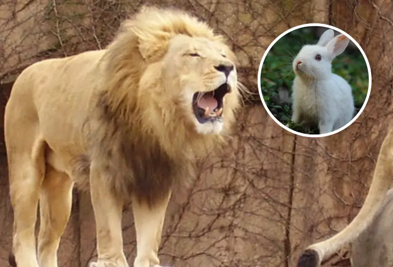 Una de las principales preocupaciones del público ha sido el tratamiento que recibirán estos animales donados. Una de las principales preocupaciones del público ha sido el tratamiento que recibirán estos animales donados.