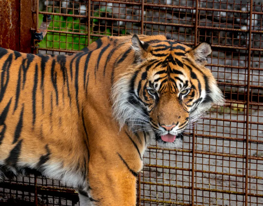 El zoológico invitó a donar a sus animales pequeños. Facebook.