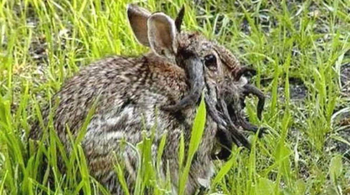 El virus del papiloma de Shope fue identificado en 1933 por el virólogo Richard E. Shope, profesor de la Universidad Rockefeller. Departamento de Recursos Naturales de Iowa.