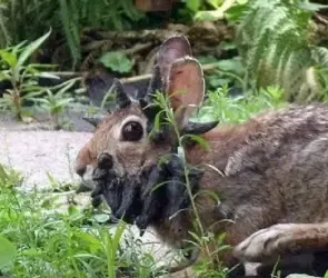Alerta por conejos con "tentáculos" en Colorado; la causa sería un virus