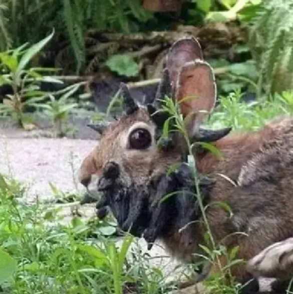 Alerta por conejos con “tentáculos” en Colorado; la causa sería un virus