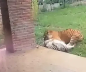 Visitantes presencian momento en que tigre mata a su madre en Zoológico de Cali