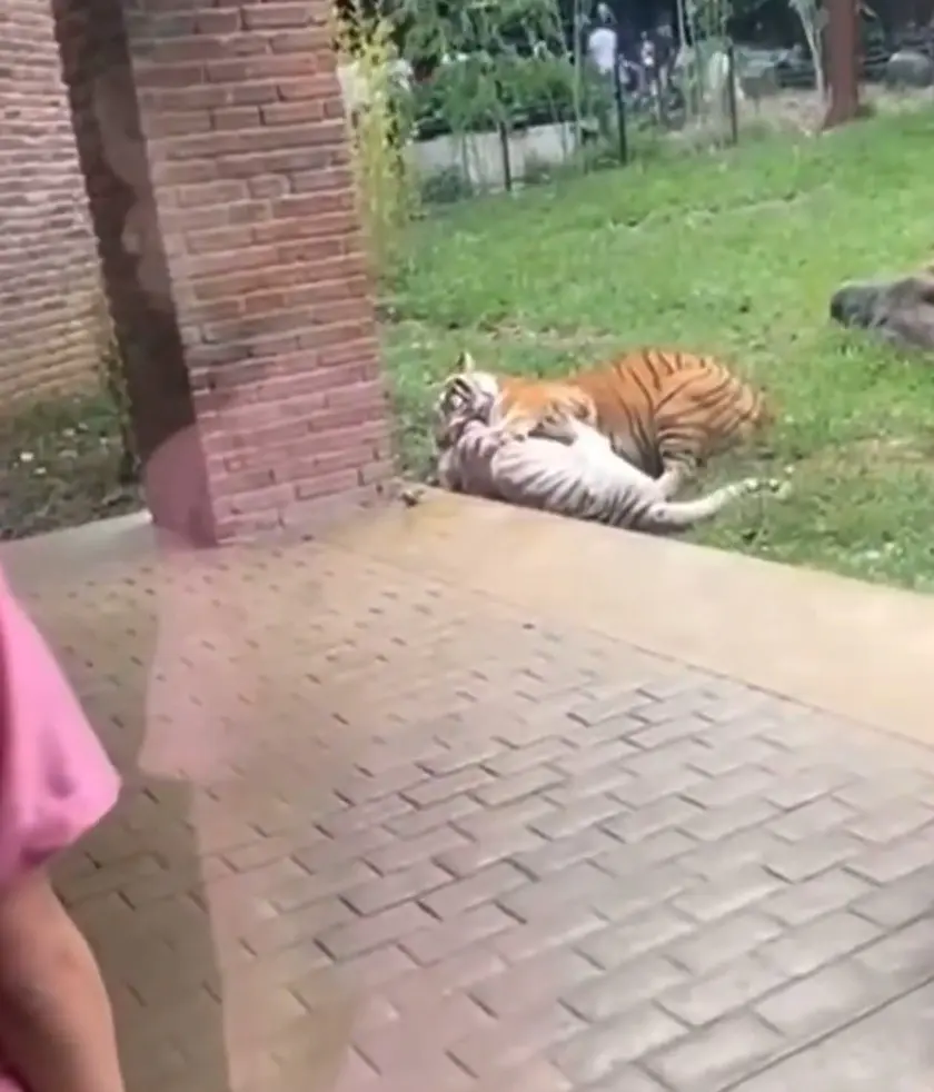 Tigre se come a su mamá Especial