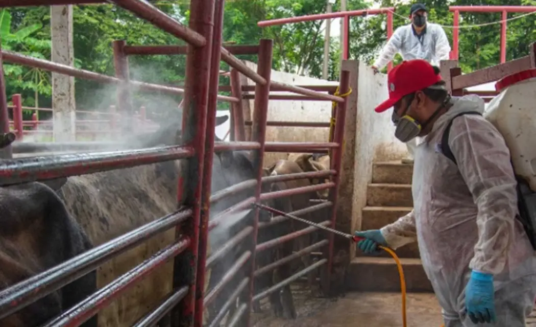 EEUU ha implementado estrictos filtros a México por la presencia del gusano barrenador en el ganado. Especial