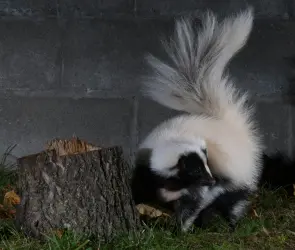 Tragedia en Zacatecas: joven muere por rabia tras mordedura de zorrillo