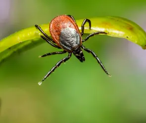 Evelin Itzel murió infectada por Rickettsia, tras picadura de garrapata