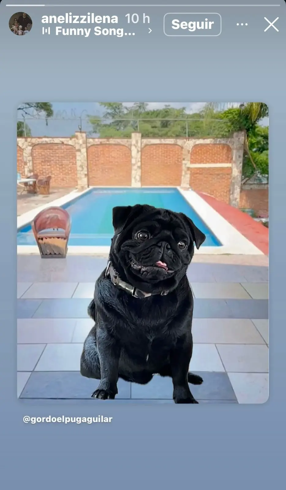 Comparan a Emiliano Aguilar con un perro Instagram