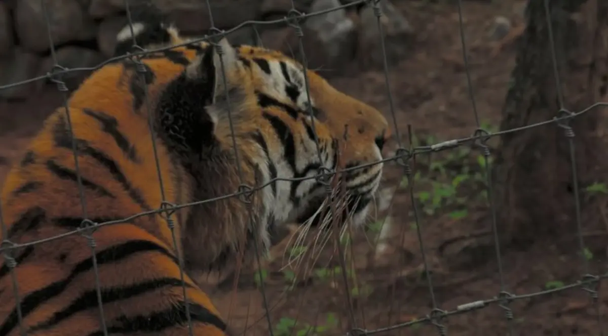 Rayitas se lanzó sobre su cuidadora. IG: caminorealdeltigre_oficial.