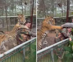 Este fue el momento exacto en que tigre ataca a su veterinaria en Jalisco