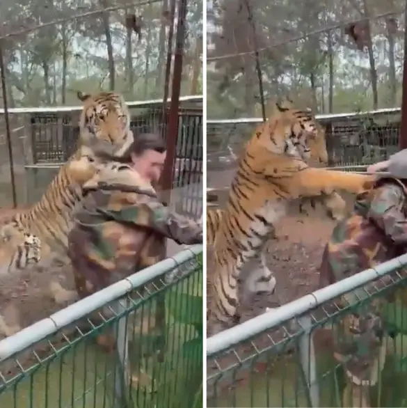 Este fue el momento exacto en que tigre ataca a su veterinaria en Jalisco