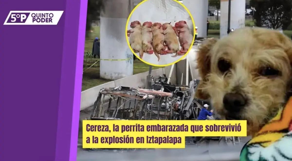  Cereza, la perrita embarazada que fue rescatada tras la explosión de pipa de gas en Iztapalapa. 