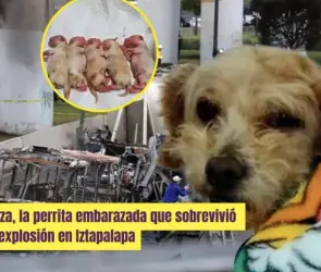 Cereza, la perrita embarazada que sobrevivió a la explosión en Iztapalapa