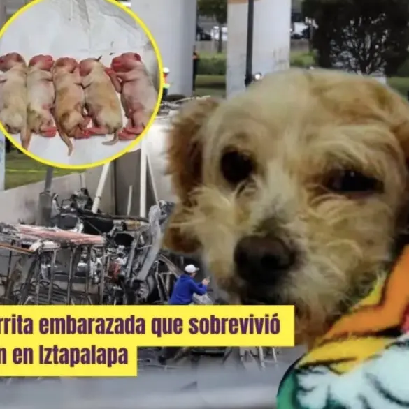Cereza, la perrita embarazada que sobrevivió a la explosión en Iztapalapa