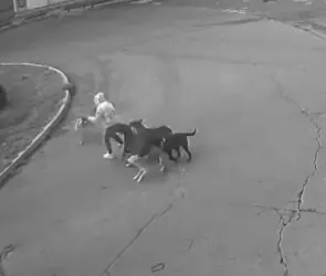 Así fue el momento en que un conductor salvó a una mujer de ser devorada por una jauría de perros en Edomex 