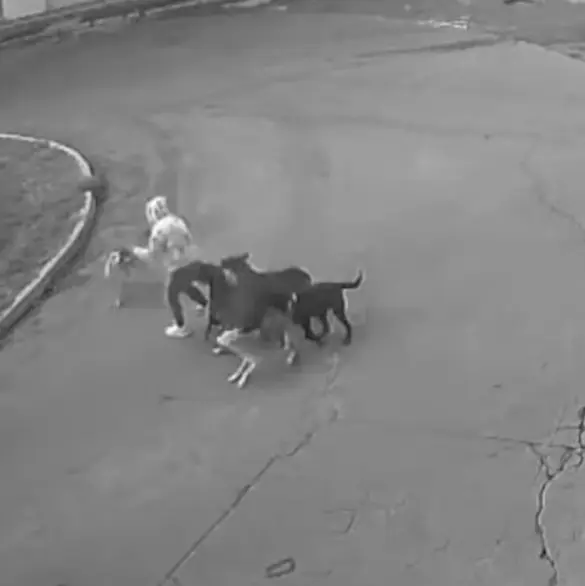 Así fue el momento en que un conductor salvó a una mujer de ser devorada por una jauría de perros en Edomex 