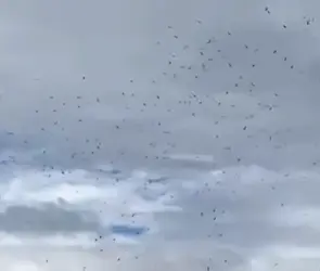 "Ya huelen la gente": Captan bandadas de zopilotes sobre Poza Rica tras inundaciones