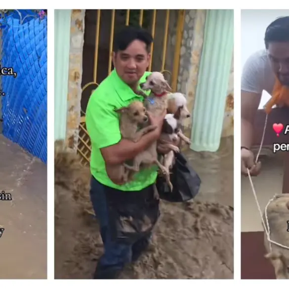 Inundaciones en Poza Rica: Ricardo arriesga su vida para salvar a abuelitos y perritos