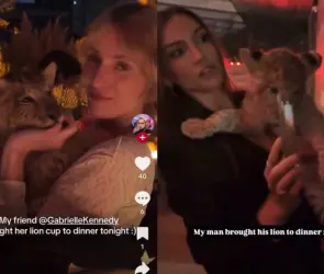 Video de cachorro de león en fiesta de Polanco desata indignación