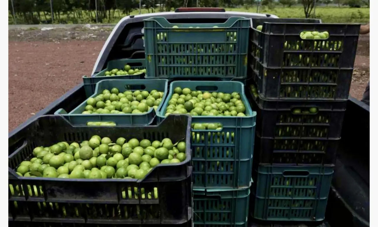 Limoneros bajo fuego: los grupos criminales que aterrorizan a productores michoacanos 