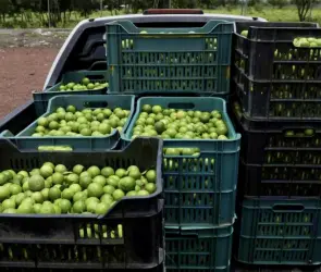 Limoneros bajo fuego: los grupos criminales que aterrorizan a productores michoacanos