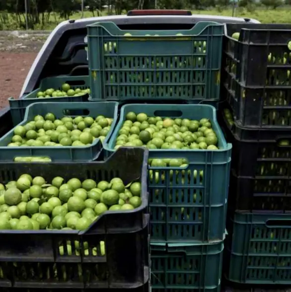 Limoneros bajo fuego: los grupos criminales que aterrorizan a productores michoacanos