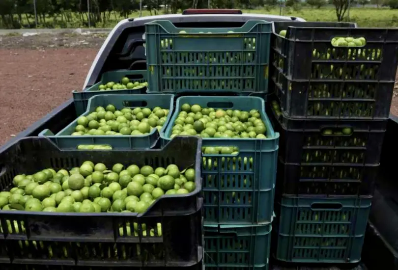 Limoneros bajo fuego: los grupos criminales que aterrorizan a productores michoacanos Limoneros bajo fuego: los grupos criminales que aterrorizan a productores michoacanos