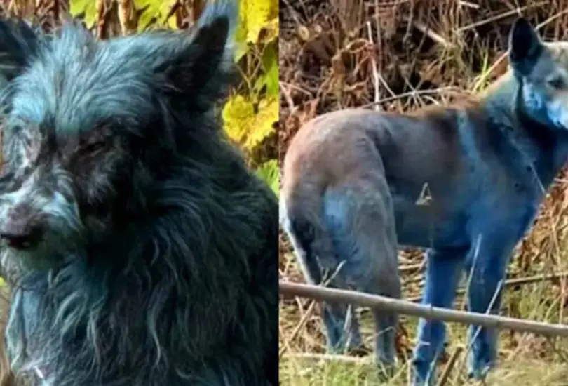 &iquest;Por qu&eacute; los perritos de Chern&oacute;bil son azules?