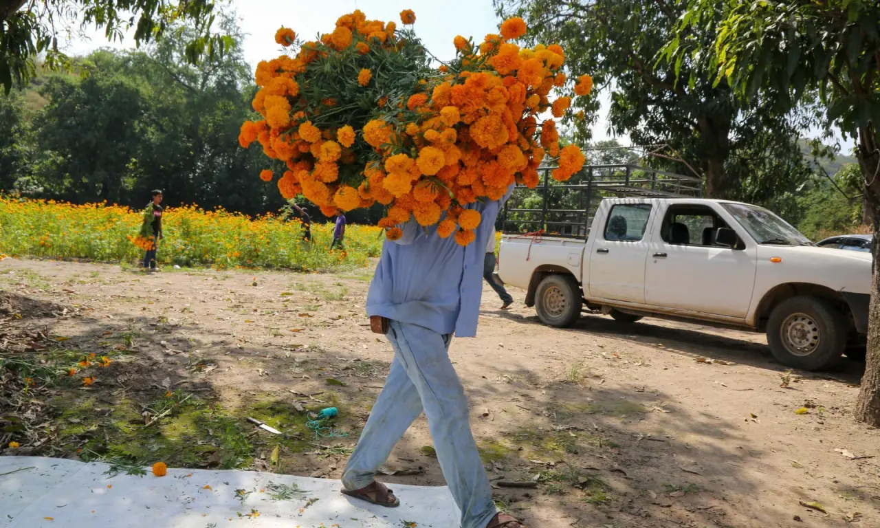  Buscan recolectar flores de cempasúchil. 