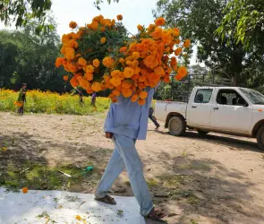 ¿Dónde y cómo donar tus flores de cempasúchil de Día de Muertos en Puebla?