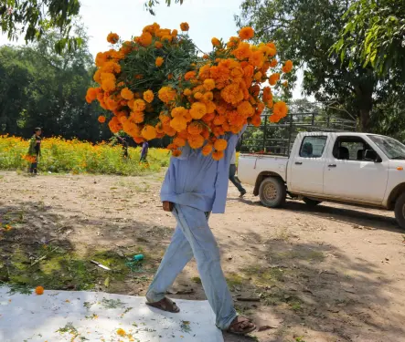 ¿Dónde y cómo donar tus flores de cempasúchil de Día de Muertos en Puebla?