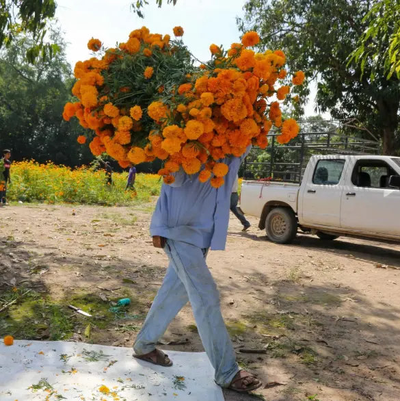 ¿Dónde y cómo donar tus flores de cempasúchil de Día de Muertos en Puebla? ¿Dónde y cómo donar tus flores de cempasúchil de Día de Muertos en Puebla?