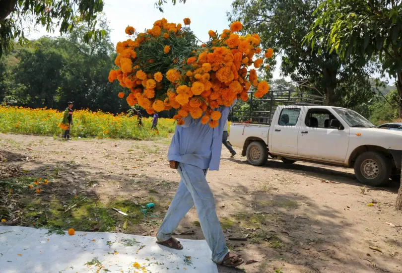 Buscan recolectar flores de cempasúchil.