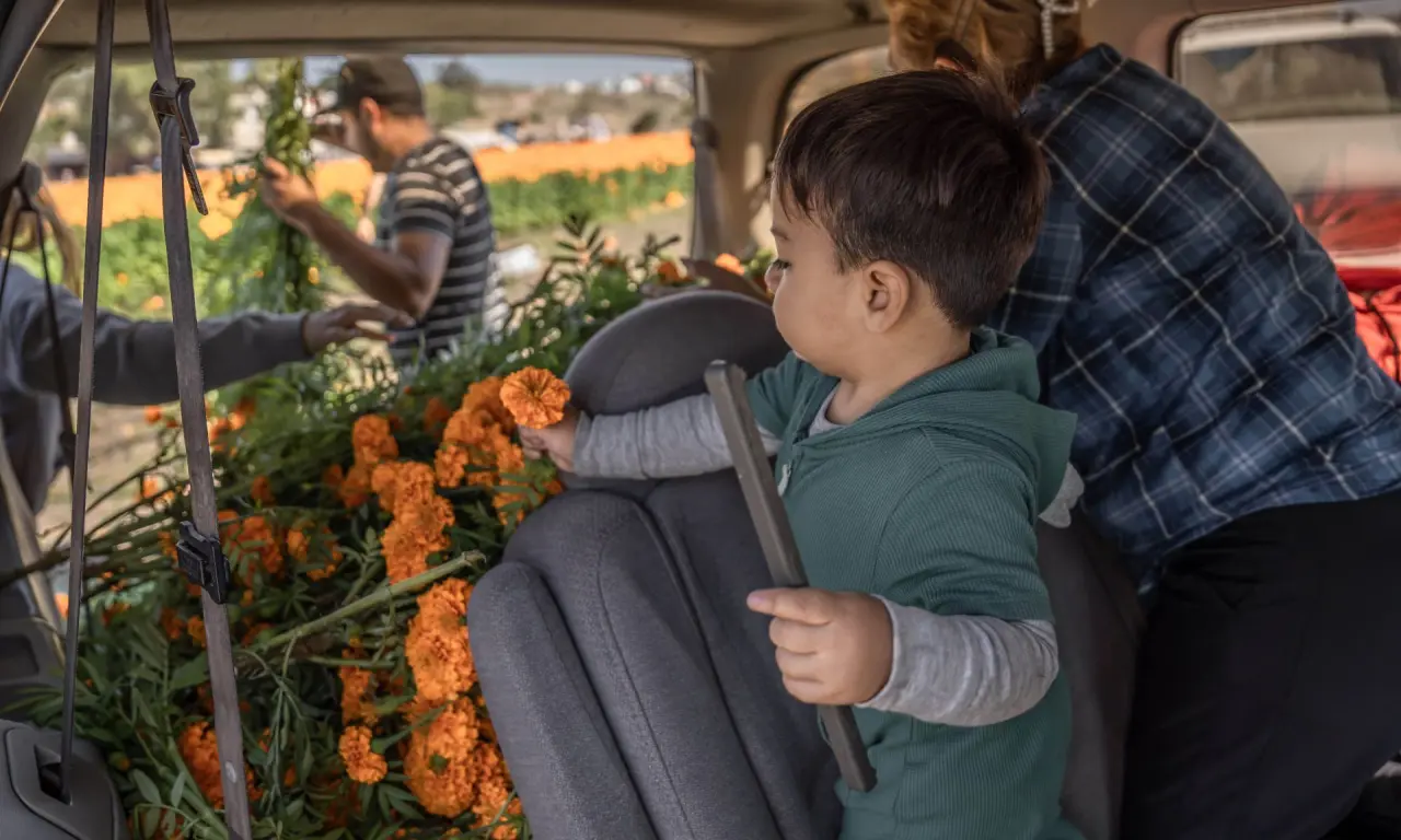 La estrategia busca evitar que millones de flores sean desechadas tras las festividades; estos espacios reciben macetas completas o pétalos, tallos y hojas.
 