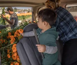 ¡No las tires! Dona tus flores de cempasúchil a los centros de acopio y dales una segunda vida